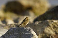 Pipit maritime
