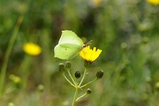 Le Citron "vert"