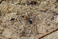 Ammophila sabulosa