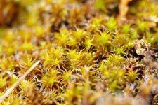 Tortula ruraliformis