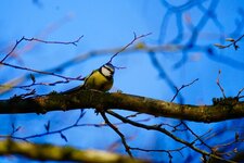 Mésange bleue