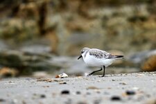 Bécasseau sanderling