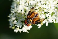 Alophore hémiptère