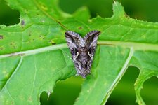 Autographa gamma