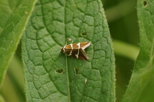 Deltote biankana