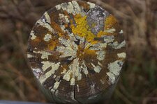 Patchwork de Lichens