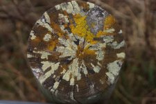 Patchwork de Lichens