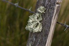 Lichen sp.