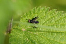 Phasia sp. ???