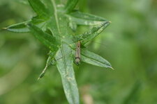 Nephrotoma sp.