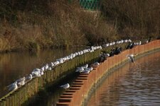 Brochette de Mouettes rieuses et de Grands cormorans