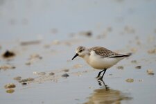 Bécasseau sanderling