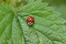 Coccinelle asiatique