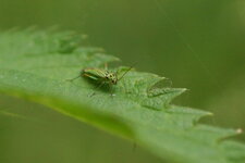 Mermitelocerus schmidtii