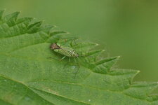 Mermitelocerus schmidtii