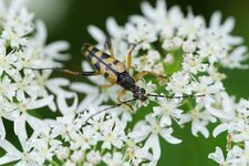 La Lepture tâchetée