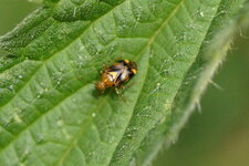 Lygus pratensis