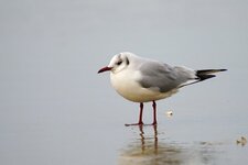 Mouette rieuse