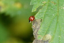 Harmonia axyridis