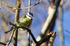 Mésange bleue