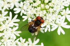 Alophore hémiptère - variante