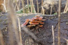 Champignon