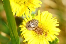 Dolycoris baccarum juvénile ???