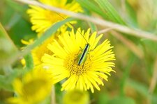 Conocephalus sp.