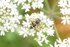 Allantus viennensis ???