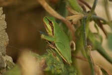 Rainette verte. Hyla arborea