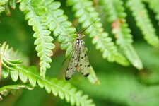 Panorpa communis