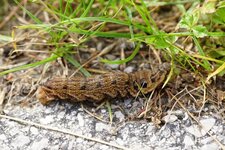 Chenille du Grand sphinx de la vigne