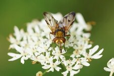 Ectophasia crassipennis