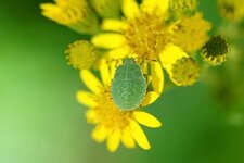 Palomena prasina juv.