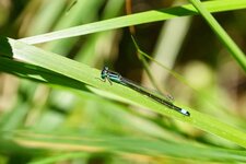Ishnura elegans mâle