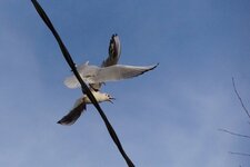Mouettes chamailleuses