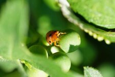 Coccinelle de la Bryone
