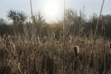 Prairie humide à Typhas