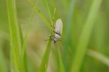 Coléoptère inconnu au bataillon
