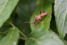 Stenocorus meridianus