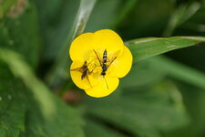 Tenthrède ou Ichneumon ???