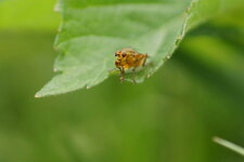 Phaonia sp. ???