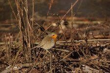 Rouge-gorge