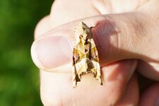 La Méticuleuse ?