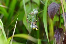 Argiope frelon