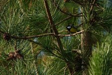 Mésange charbonnière