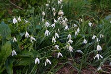 Perce-neige