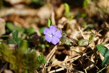 Petite pervenche