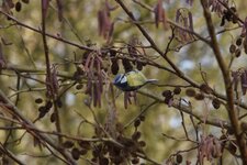 Mésange bleue dans un Aulne glutineux