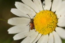 Coléoptère inconnu